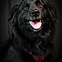 Kira participe au concours pour gagner de l'argent avec cette photo : dog, black_dog, pet, animal, portrait, happy, tongue_out, fur, canine, domestic_animal, mammal, companion, cute, friendly, indoor, studio, smiling, black_fur, close_up, dog_harness