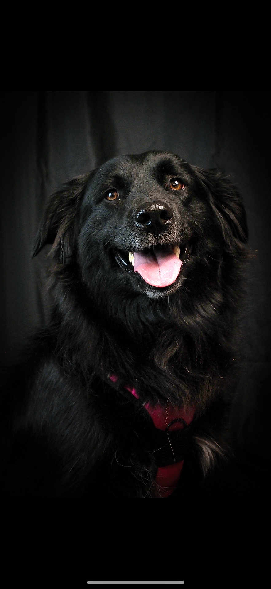 Kira participe au concours pour gagner de l'argent avec cette photo : dog, black_dog, pet, animal, portrait, happy, tongue_out, fur, canine, domestic_animal, mammal, companion, cute, friendly, indoor, studio, smiling, black_fur, close_up, dog_harness