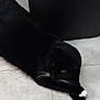 Buddy joined the competition — help win amazing prizes! animal, blackcat, cat, kitten, manx, panther, pet, silhouette