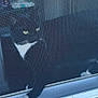 Buddy is registered to the contest to win money with this photo: adult, animal, blackcat, cat, computerhardware, electronics, female, hardware, homedecor, indoors, kitten, mobilephone, monitor, person, pet, phone, screen, text, window, woman