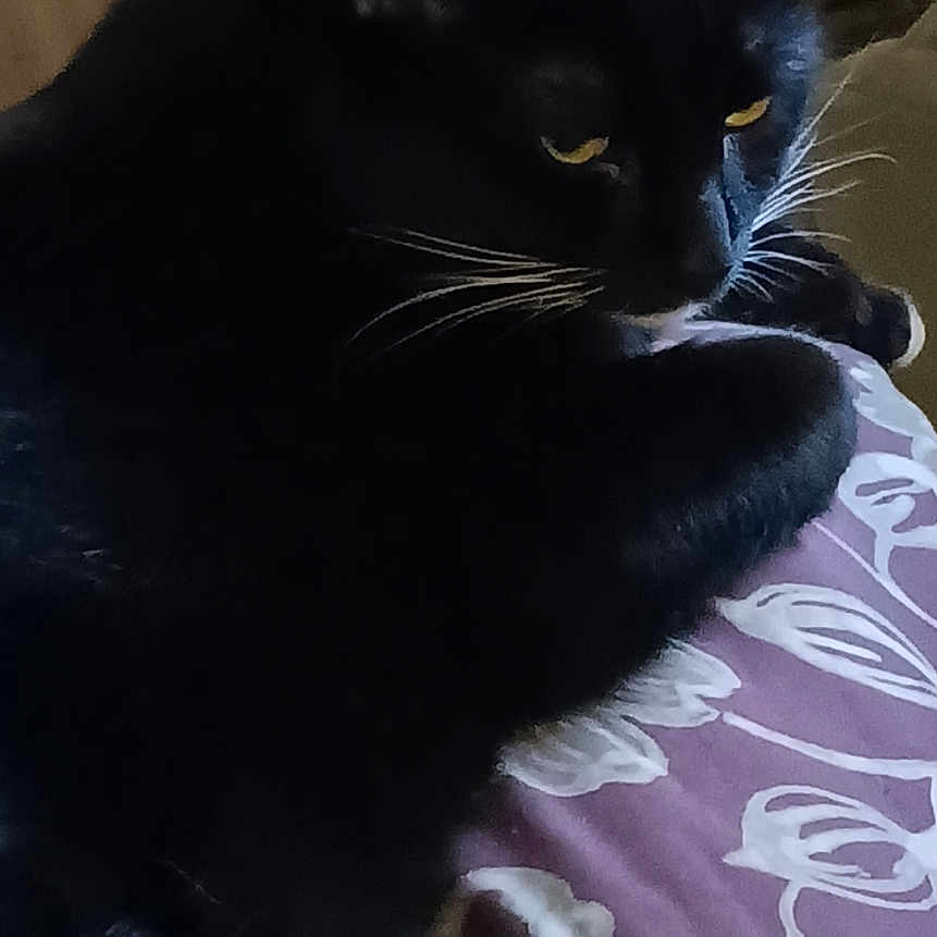 Buddy is registered to the contest to win money with this photo: abyssinian, animal, baby, bed, bedroom, blackcat, cat, computer, couch, cushion, electronics, furniture, homedecor, indoors, kitten, manx, pc, person, pet, room