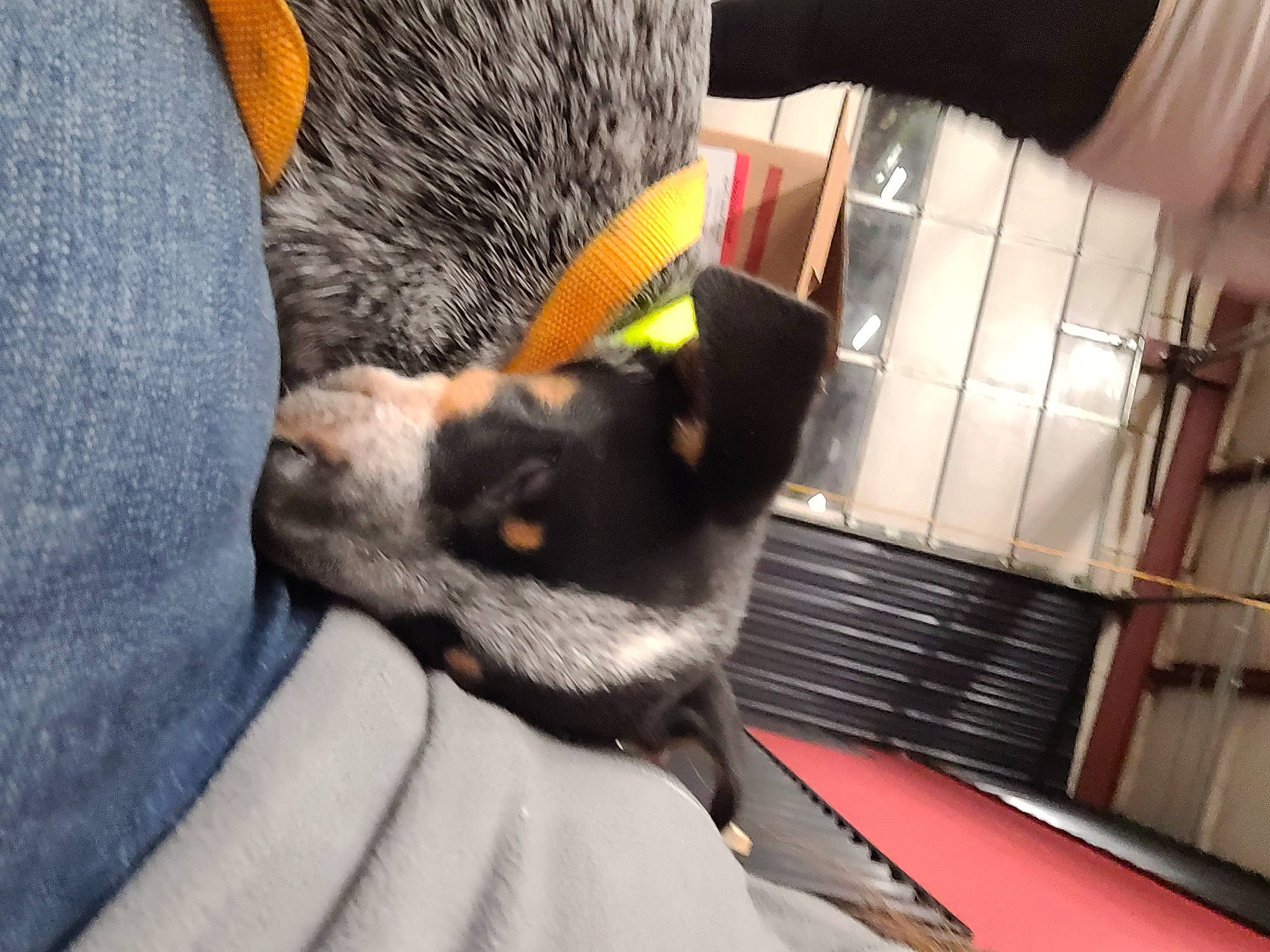 Asher is registered to the contest to win money with this photo: canidae, carnivore, claw, comfort, companion_dog, dog, dog_breed, domestic_short_haired_cat, ear, fawn, felidae, fur, human_leg, paw, small_to_medium_sized_cats, snout, sporting_group, tail, whiskers, working_animal