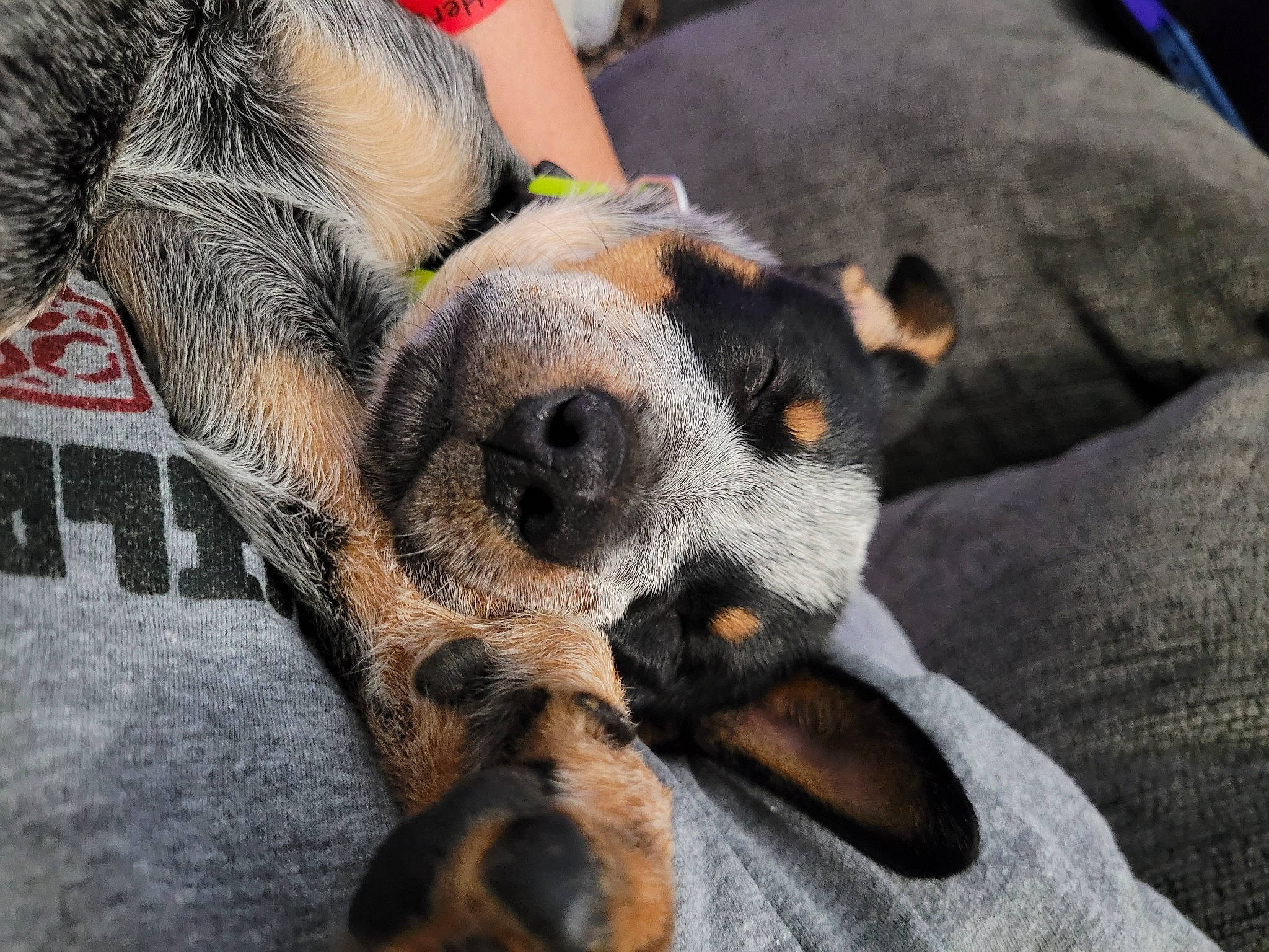 Asher joined the competition — help win amazing prizes! canidae, carnivore, claw, companion_dog, dog, dog_breed, fawn, foot, fur, guard_dog, paw, snout, sporting_group, street_dog, terrestrial_animal, toy_dog, whiskers, working_animal, working_dog