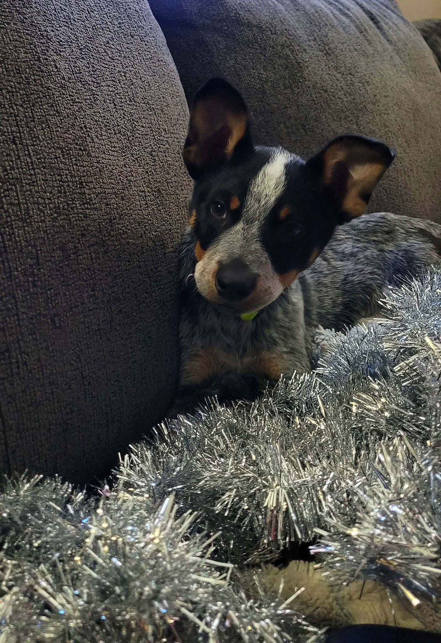 Asher joined the competition — help win amazing prizes! carnivore, companion_dog, dog, dog_breed, fur, grass, herding_dog, mammal, non_sporting_group, paw, plant, snout, terrestrial_animal, toy_dog, whiskers, working_animal, working_dog