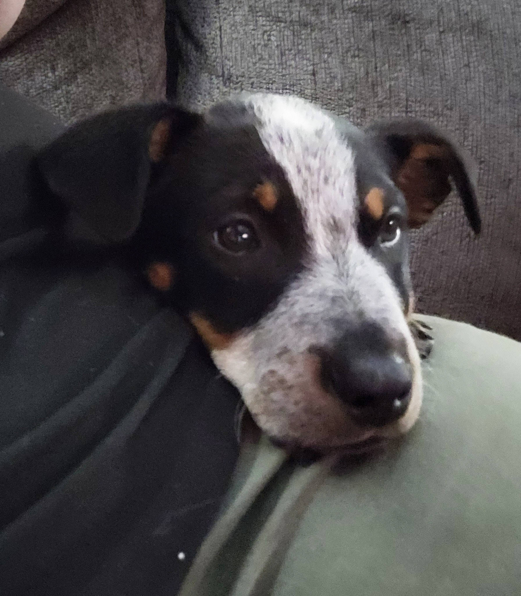 Asher is registered to the contest to win money with this photo: canidae, carnivore, companion_dog, dog, dog_breed, snout, sporting_group, terrestrial_animal, whiskers, working_animal