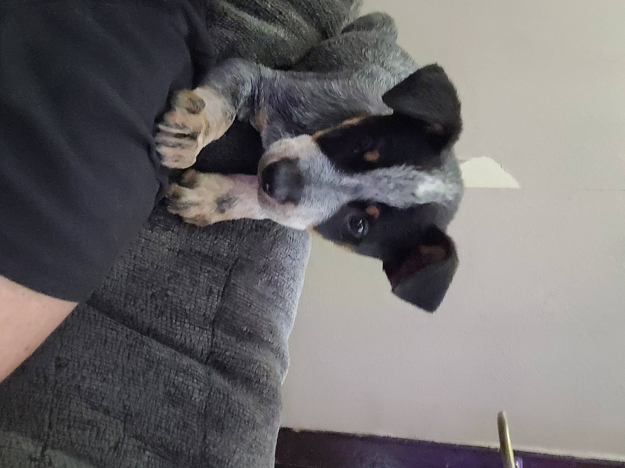 Asher joined the competition — help win amazing prizes! canidae, carnivore, comfort, companion_dog, dog, dog_breed, fawn, felidae, fur, grey, linens, nap, non_sporting_group, paw, small_to_medium_sized_cats, snout, sporting_group, tail, whiskers, working_animal