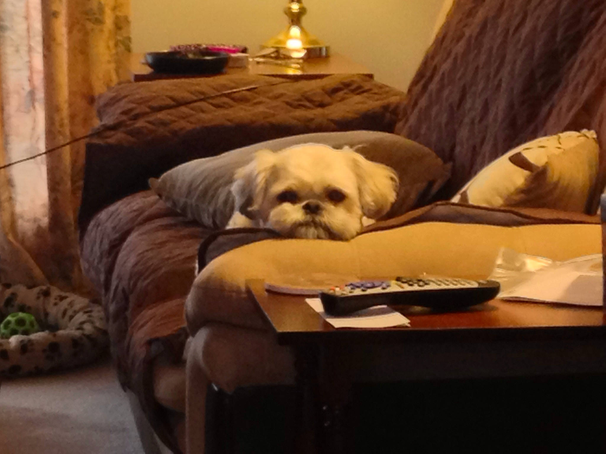 Cubby joined the competition — help win amazing prizes! bed_sheet, canidae, carnivore, companion_dog, couch, dog, dog_breed, fawn, furniture, interior_design, living_room, non_sporting_group, puppy, puppy_love, room, shih_tzu, toy_dog