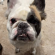 Sharko participe au concours pour gagner de l'argent avec cette photo : animal, boxer, bulldog, canine, dog, frenchbulldog, pet, pitbull, puppy, whitedog