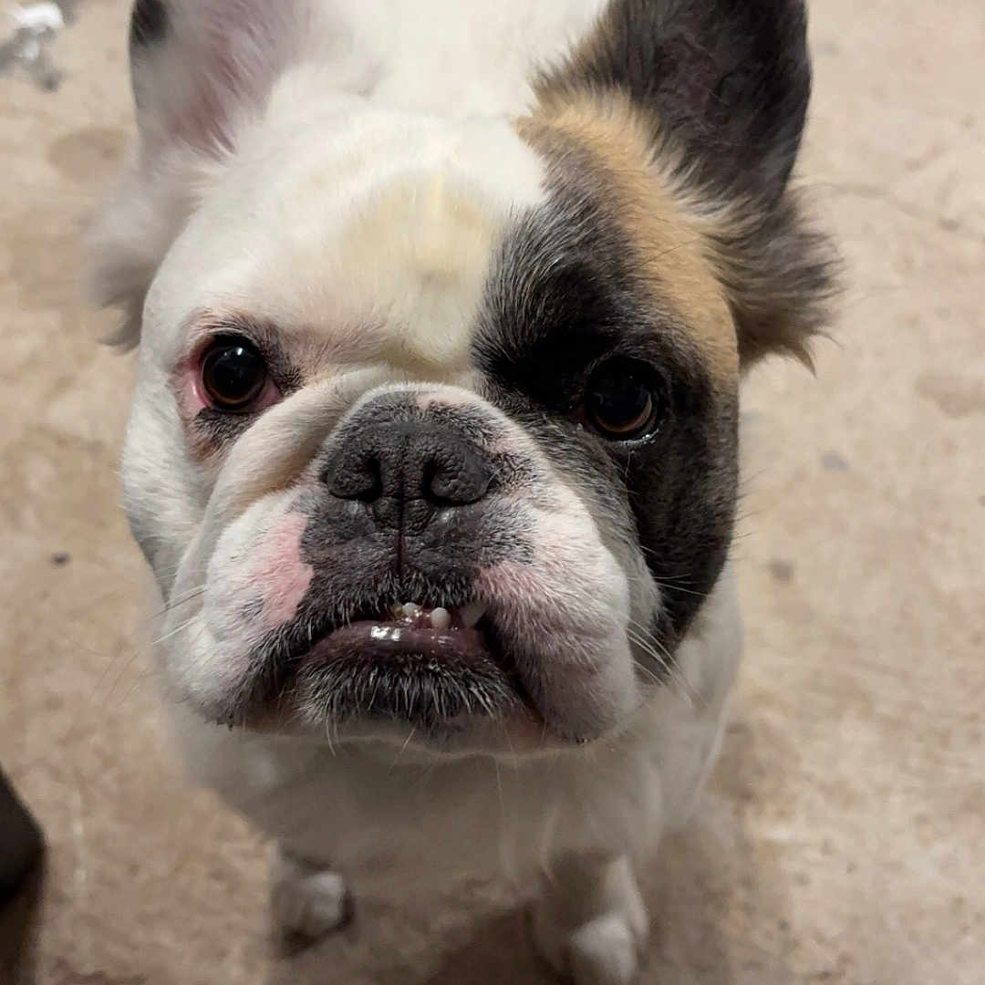 Sharko participe au concours pour gagner de l'argent avec cette photo : animal, boxer, bulldog, canine, dog, frenchbulldog, pet, pitbull, puppy, whitedog