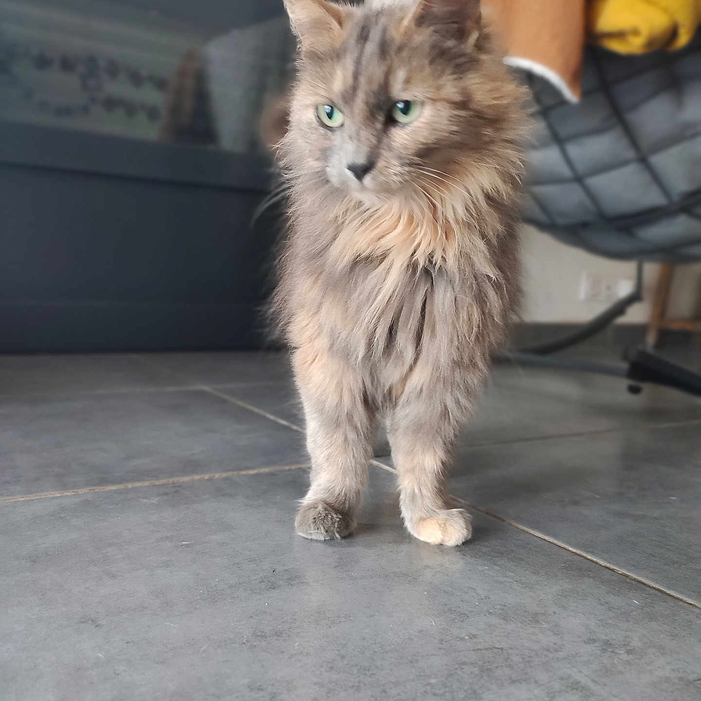 Chipie participe au concours pour gagner de l'argent avec cette photo : abyssinian, accessories, angora, animal, brasssection, cat, hardwood, horn, indoors, interiordesign, kitten, leash, manx, musicalinstrument, pet, plywood, siamese, slate, strap, wood