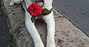 Rakuen Rêve participe au concours pour gagner de l'argent avec cette photo : animal, blue_eyes, canine, collar, daylight, dog, flower, fur, happy, husky, nature, outdoor, pavement, pet, portrait, red_flower, sitting, smiling, stone_ledge, street