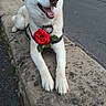 animal, blue_eyes, canine, collar, daylight, dog, flower, fur, happy, husky, nature, outdoor, pavement, pet, portrait, red_flower, sitting, smiling, stone_ledge, street