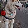animal, blue_eyes, canine, collar, dog, flower, fur, harness, husky, muzzle, nature, outdoor, pet, profile, rose, sidewalk, sitting, street, tag, urban