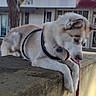 animal, building, canine, collar, concrete, curious, daylight, dog, focused, fur, harness, husky, looking_down, mammal, outdoor, pet, side_view, tag, tree, wall