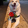 animal, blue_eyes, canine, collar, dog, evening, flower, fur, happy, husky, muzzle, nature, outdoor, pavement, pet, portrait, romantic, rose, smiling, stone_ledge