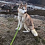 dog, husky, leash, outdoor, mountain, river, town, rocky_ground, animal, pet, nature, sky, landscape, fur, ears, tail, sitting, daylight, scenic, canine