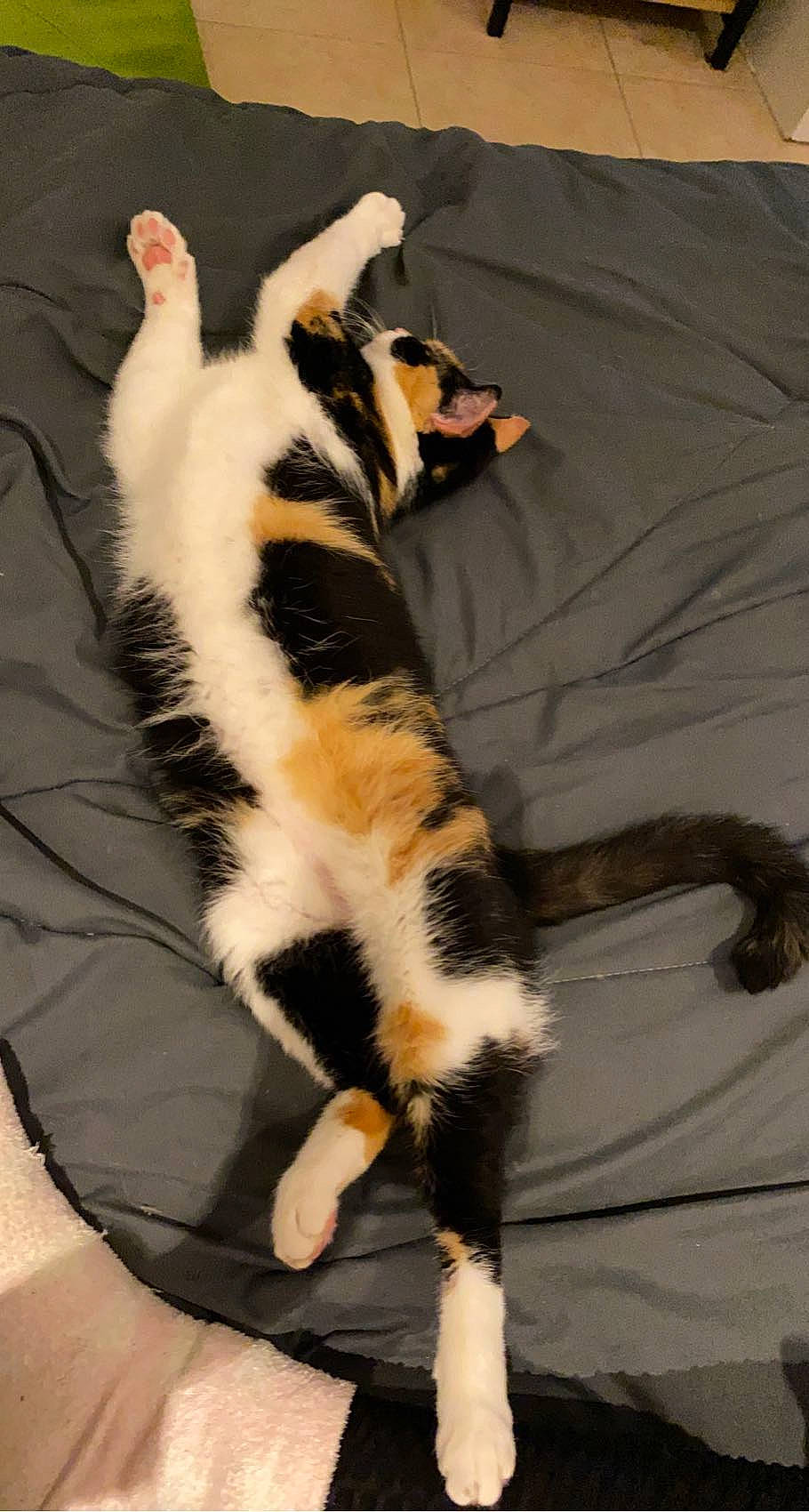 Ozalee a rejoint le concours — aidez-le/la à gagner de superbes lots ! carnivore, cat, claw, comfort, companion_dog, couch, dog_breed, domestic_short_haired_cat, felidae, flooring, fur, hardwood, paw, room, small_to_medium_sized_cats, tail, terrestrial_animal, whiskers, wood