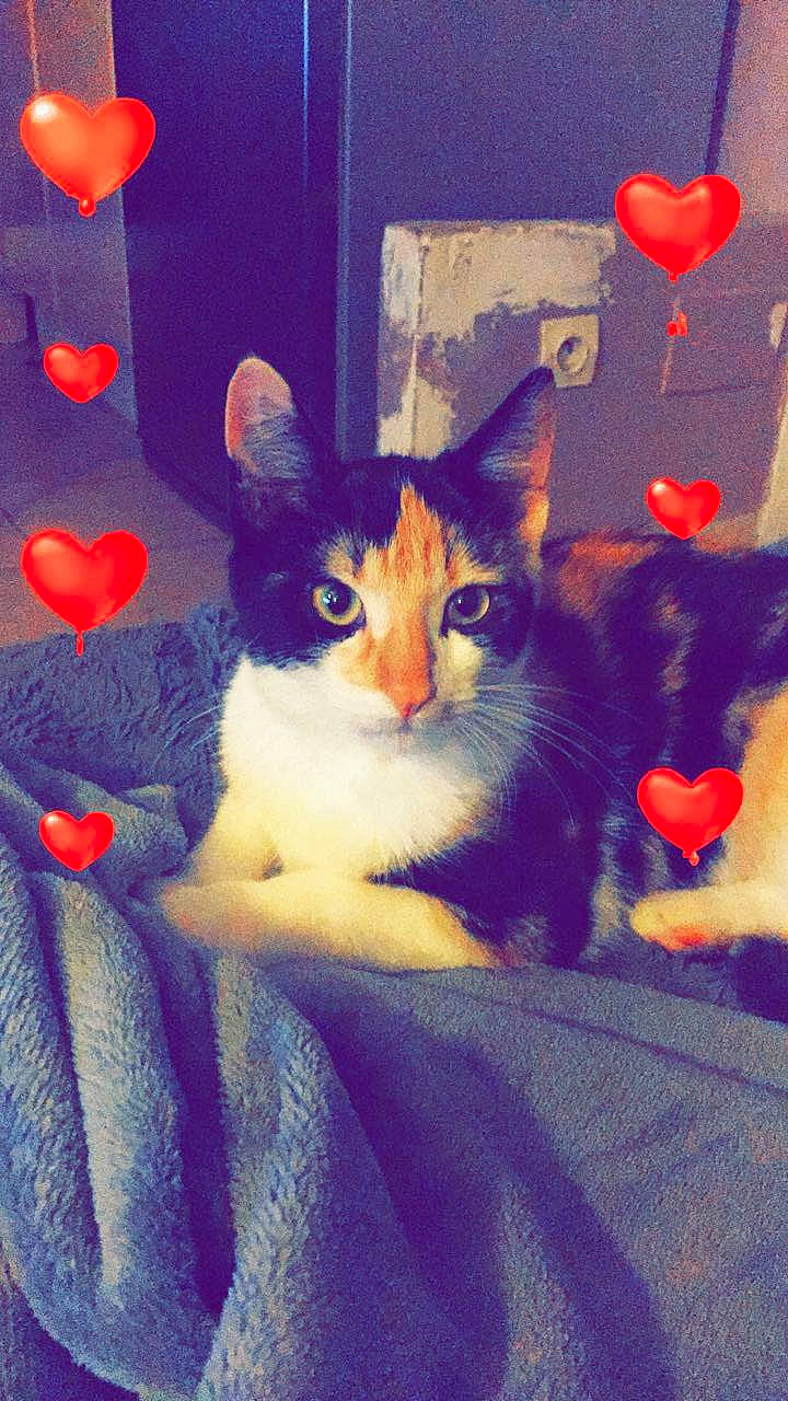 Ozalee participe au concours pour gagner de l'argent avec cette photo : art, carnivore, cat, domestic_short_haired_cat, door, felidae, fur, linens, love, mammal, paint, paw, petal, plant, small_to_medium_sized_cats, tail, textile, vertebrate, whiskers, window