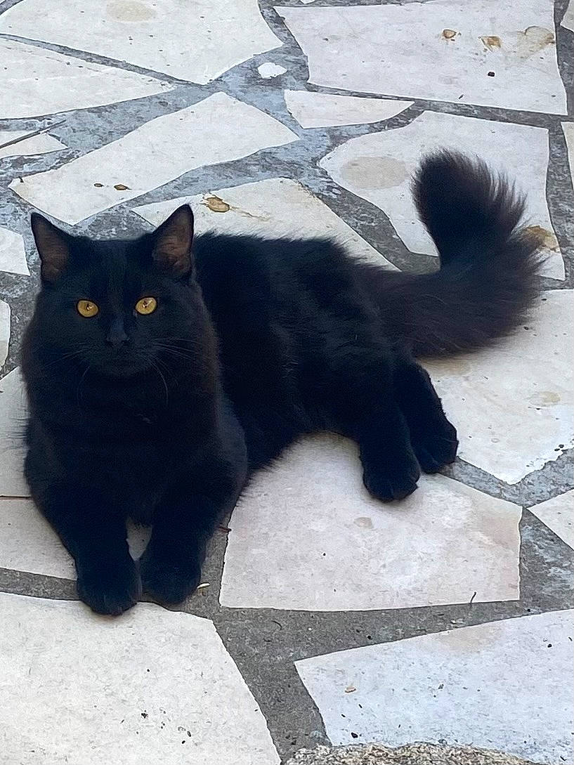 Uggy participe au concours pour gagner de l'argent avec cette photo : asphalt, black_cat, bombay, carnivore, cat, claw, domestic_short_haired_cat, felidae, fur, grey, paw, road_surface, shadow, sidewalk, small_to_medium_sized_cats, snout, tail, terrestrial_animal, tints_and_shades, whiskers