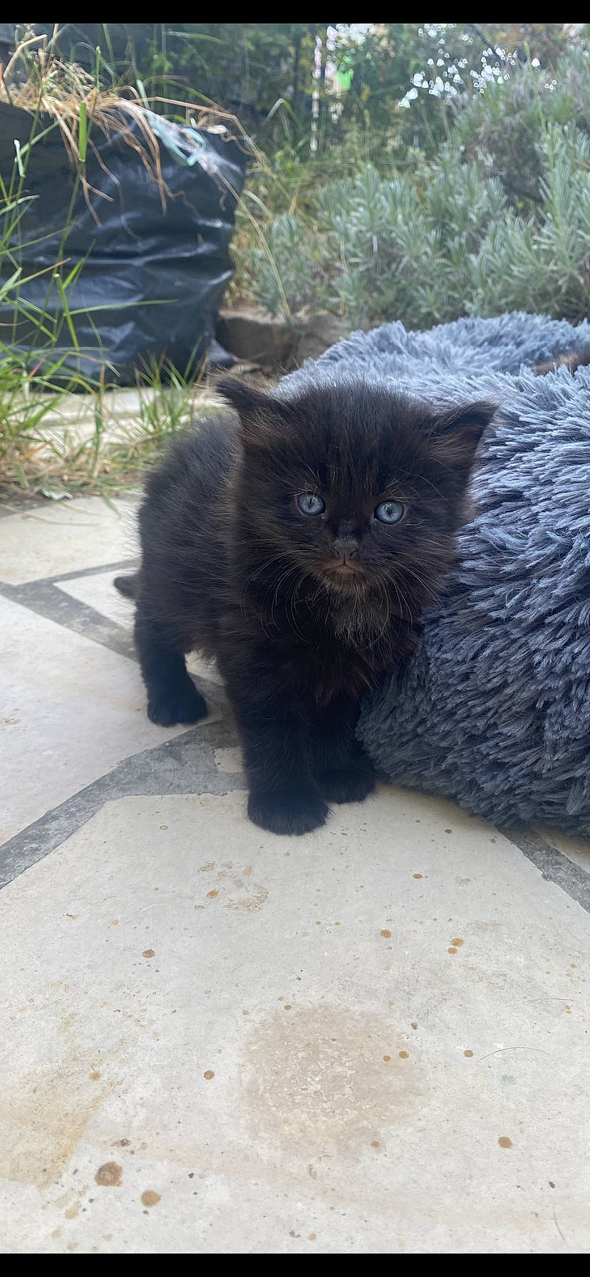 Uggy a rejoint le concours — aidez-le/la à gagner de superbes lots ! black_cat, bombay, carnivore, cat, claw, domestic_short_haired_cat, felidae, fur, grass, paw, plant, road_surface, sitting, small_to_medium_sized_cats, snout, tail, terrestrial_animal, whiskers