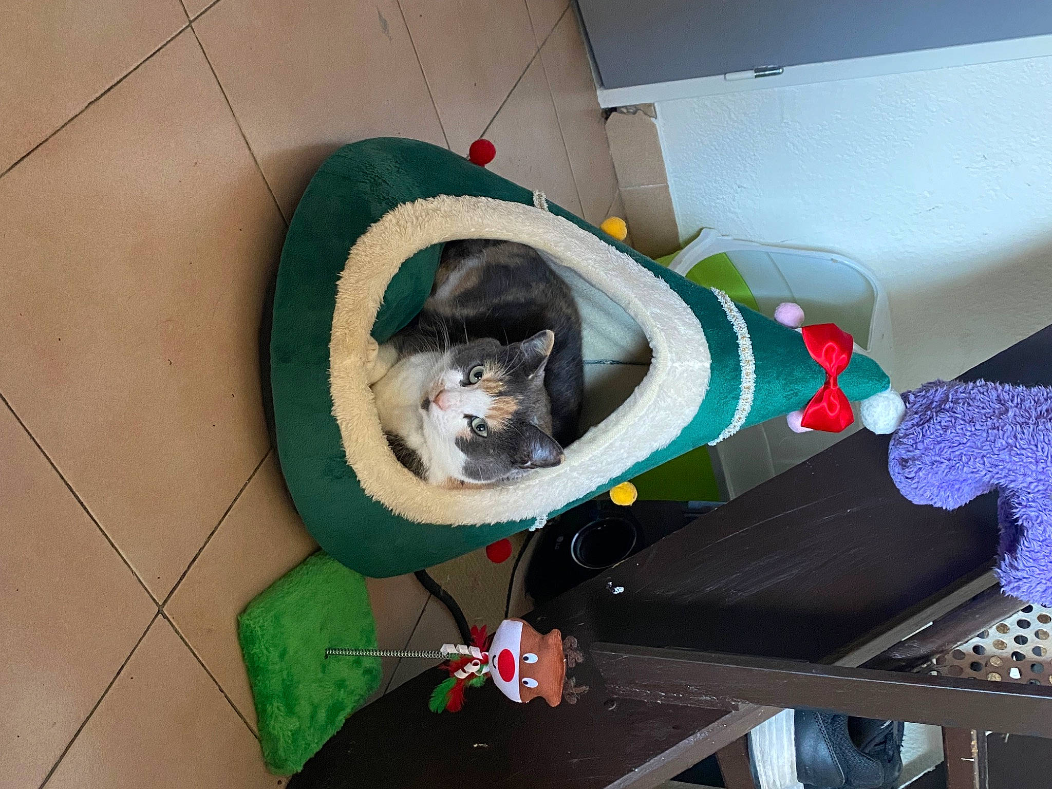 Sisi a rejoint le concours — aidez-le/la à gagner de superbes lots ! carnivore, cat, cat_supply, collar, companion_dog, dog_breed, dog_supply, domestic_short_haired_cat, felidae, flooring, pet_supply, room, small_to_medium_sized_cats, sporting_group, tail