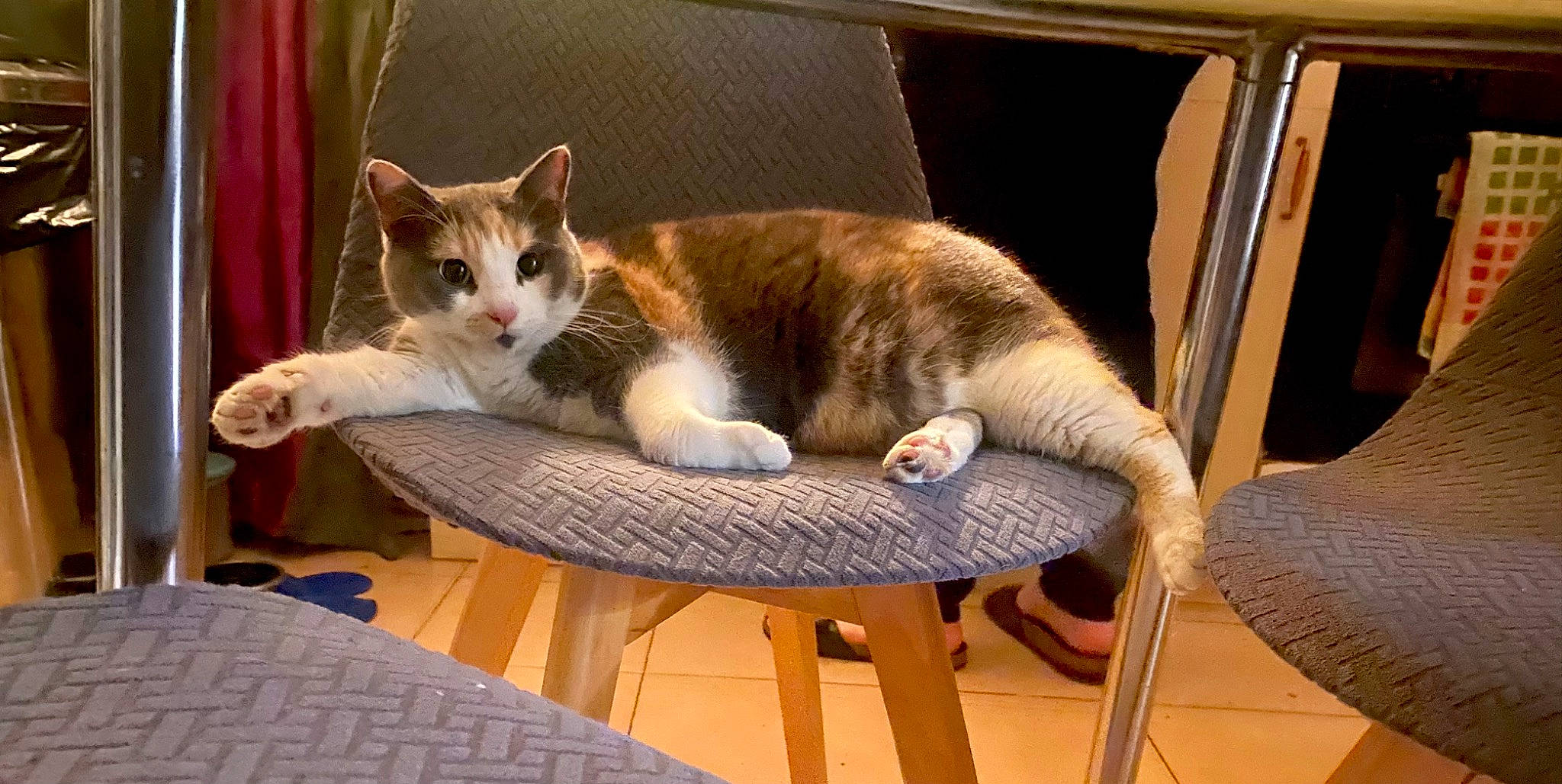 Sisi participe au concours pour gagner de l'argent avec cette photo : carnivore, cat, cat_supply, comfort, domestic_short_haired_cat, fawn, felidae, flooring, fur, hardwood, lap, outdoor_furniture, paw, pet_supply, room, sitting, small_to_medium_sized_cats, tail, whiskers, wood