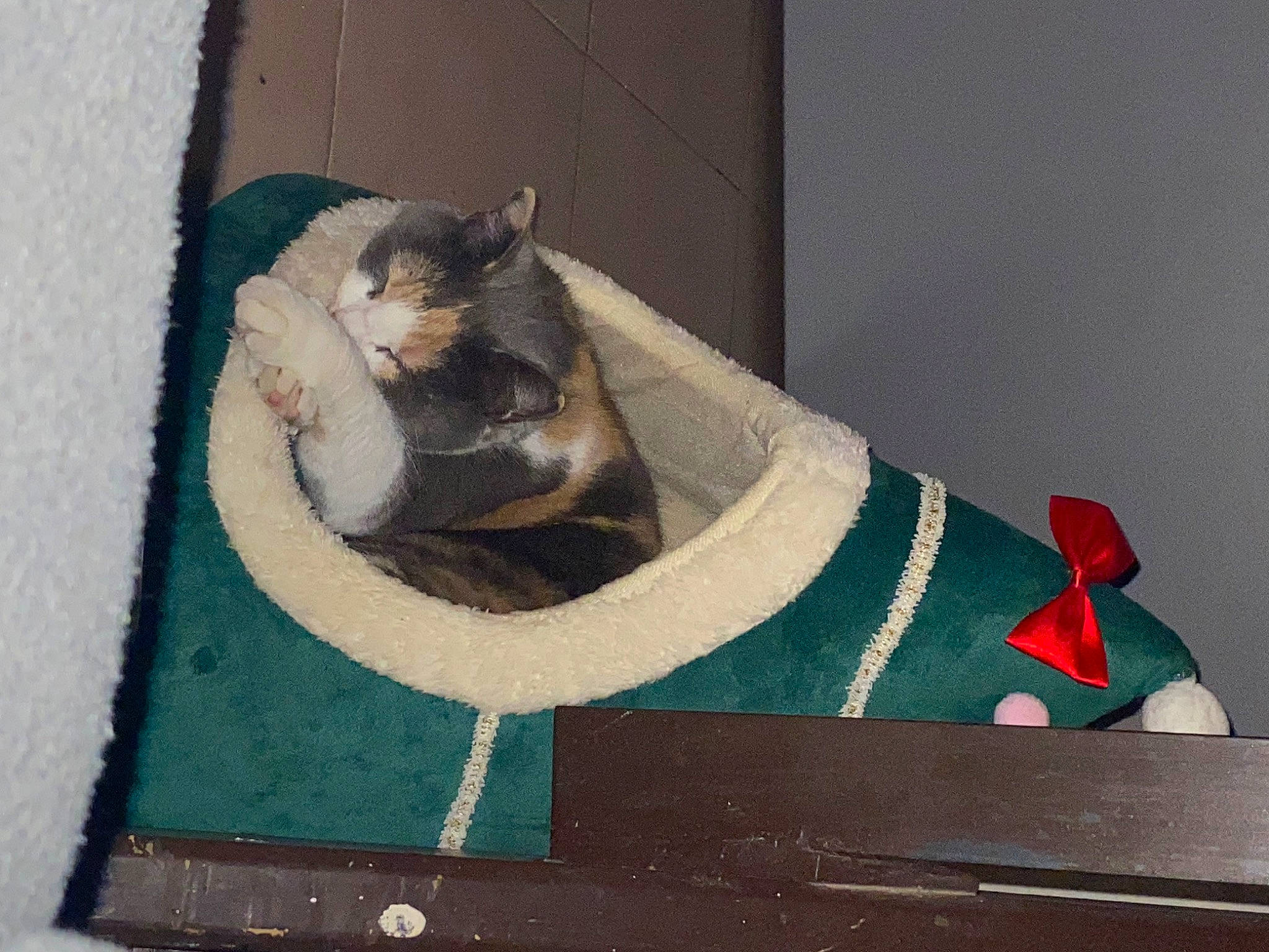 Sisi a rejoint le concours — aidez-le/la à gagner de superbes lots ! art, carnivore, cat, cat_bed, cat_furniture, cat_supply, collar, comfort, domestic_short_haired_cat, felidae, fur, grey, paw, pet_supply, rectangle, room, small_to_medium_sized_cats, tail, whiskers, wood