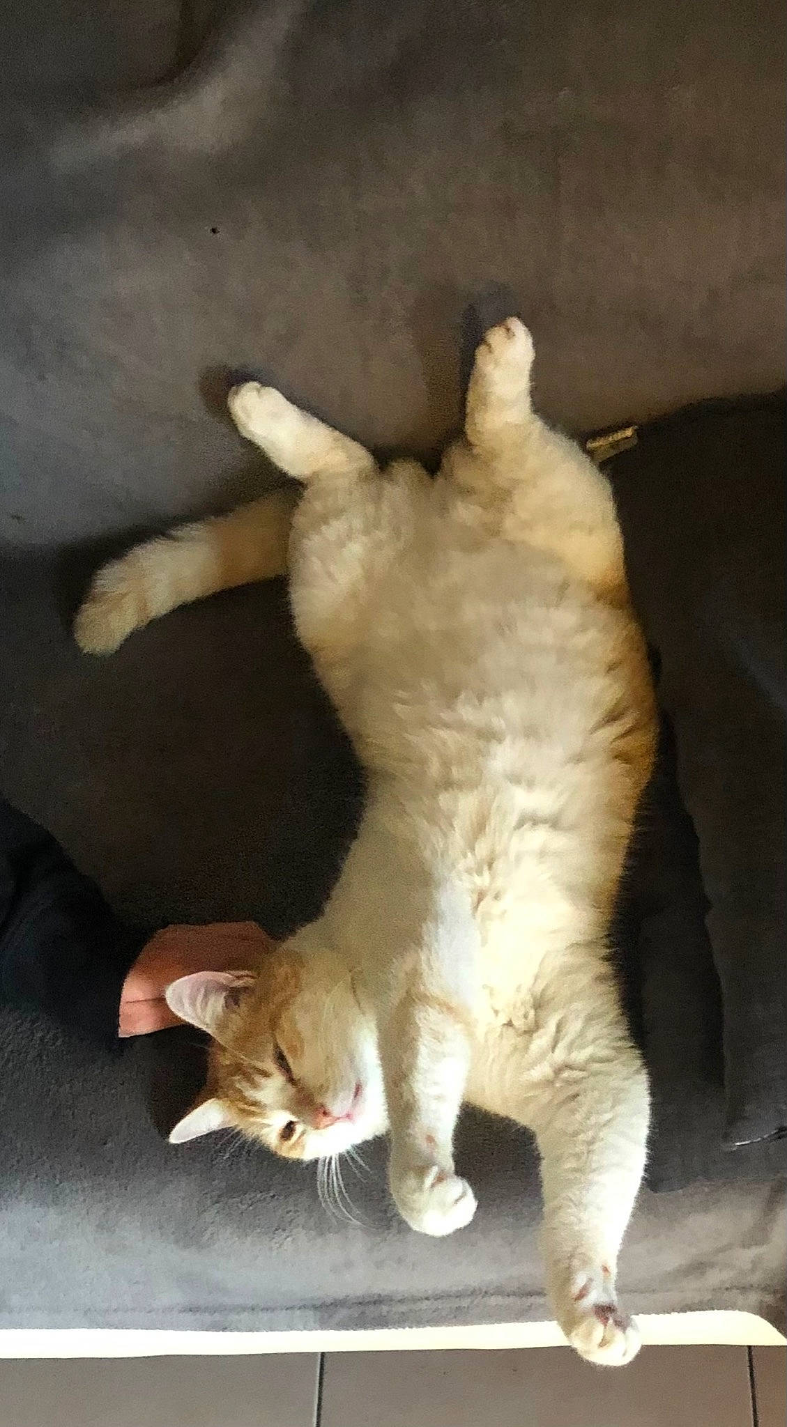 Praline a rejoint le concours — aidez-le/la à gagner de superbes lots ! canidae, carnivore, cat, claw, domestic_short_haired_cat, fawn, felidae, foot, fur, paw, small_to_medium_sized_cats, snout, tail, terrestrial_animal, whiskers