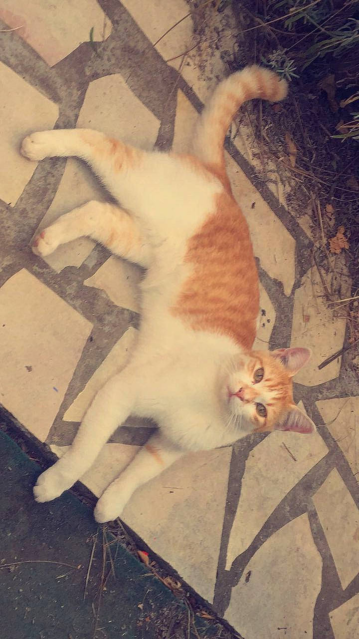 Praline participe au concours pour gagner de l'argent avec cette photo : canidae, carnivore, cat, claw, companion_dog, dog_breed, domestic_short_haired_cat, fawn, felidae, flooring, foot, fur, paw, small_to_medium_sized_cats, snout, tail, textile, tints_and_shades, whiskers, wood