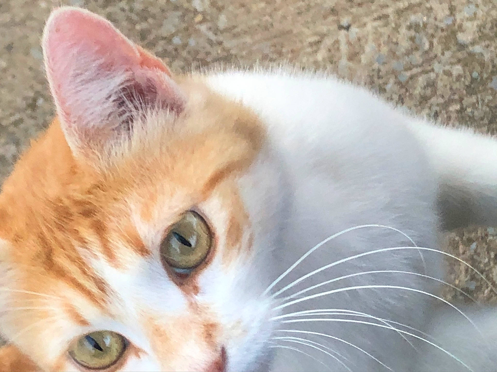 Praline a rejoint le concours — aidez-le/la à gagner de superbes lots ! carnivore, cat, close_up, domestic_short_haired_cat, eye, fawn, felidae, fur, grass, iris, small_to_medium_sized_cats, snout, tail, tree, whiskers, wildlife, window, wood