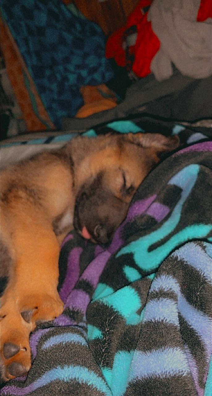 Kingsley is registered to the contest to win money with this photo: barechested, bed_sheet, bedding, blanket, carnivore, comfort, companion_dog, dog, dog_breed, fawn, felidae, flesh, fur, guard_dog, linens, magenta, nap, pattern, paw, sleep