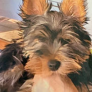 Luky a rejoint le concours — aidez-le/la à gagner de superbes lots ! animal, black, brown, canine, close_up, companion, cute, dog, domestic_animal, ears, face, fur, furry, hand, household, indoor, pet, portrait, puppy, young