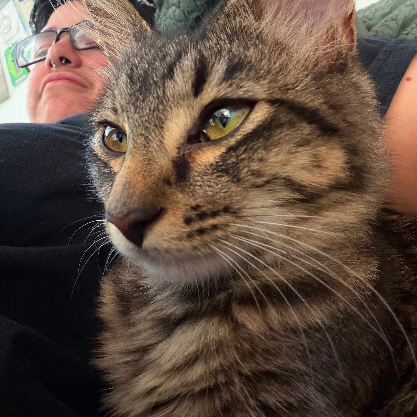 Phoebe Roca is registered to the contest to win money with this photo: cat, tabby_cat, close_up, yellow_eyes, person, glasses, septum_piercing, pouty_face, indoor, black_shirt, fur, whiskers, portrait, cute, pet, animal, young_adult, skin, hair, expression