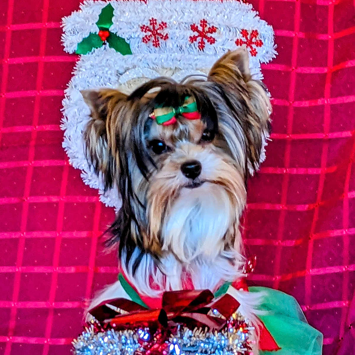 Sadie joined the competition — help win amazing prizes! animal, canine, cockerspaniel, cream, dessert, dog, face, flower, flowerarrangement, food, head, icing, papillon, person, pet, photography, plant, portrait, puppy, terrier