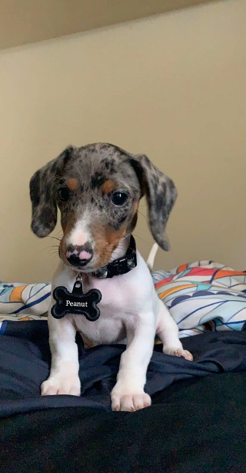 Peanut joined the competition — help win amazing prizes! canidae, carnivore, companion_dog, dachshund, dog, dog_breed, fawn, louisiana_catahoula_leopard_dog, mammal, puppy, rare_breed_dog, snout, vertebrate