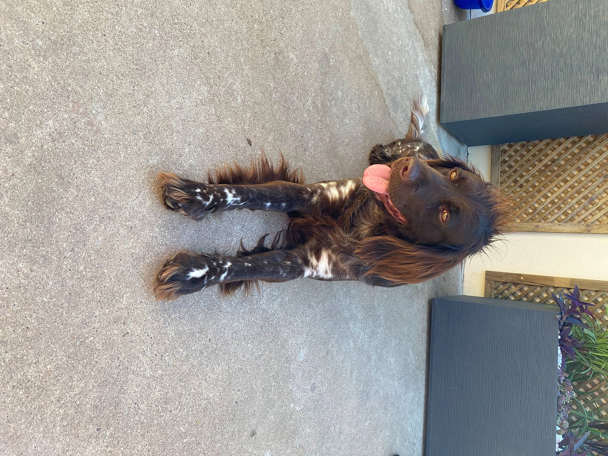 Niocki a rejoint le concours — aidez-le/la à gagner de superbes lots ! fawn, sporting_group