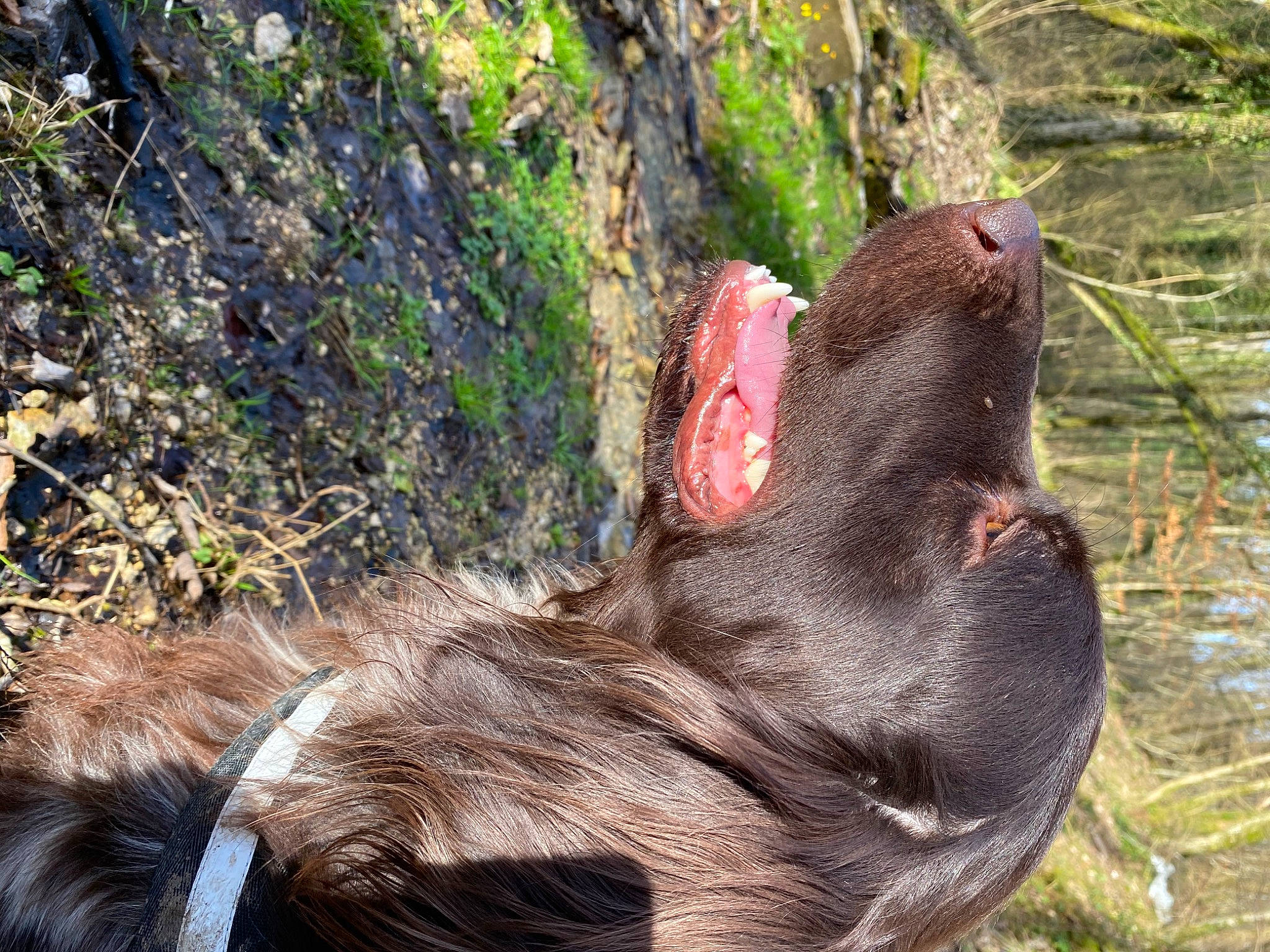 Niocki participe au concours pour gagner de l'argent avec cette photo : canidae, carnivore, dog_breed, ear, fawn, liver, sporting_group