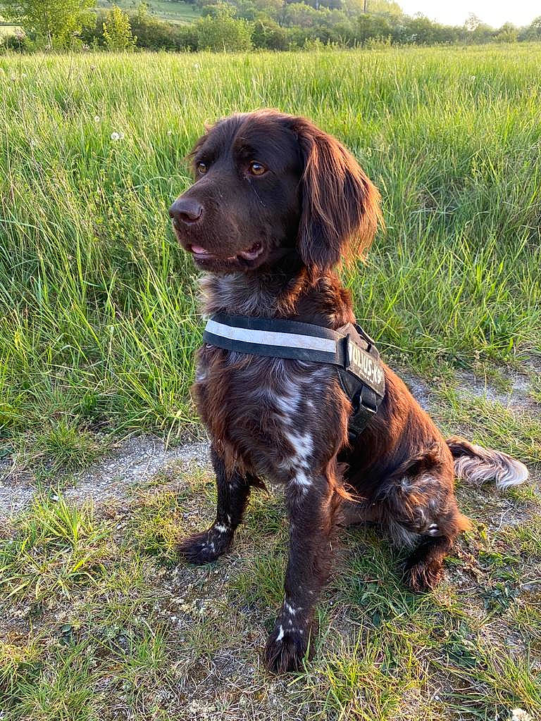 Niocki a rejoint le concours — aidez-le/la à gagner de superbes lots ! blue_picardy_spaniel, boykin_spaniel, canidae, carnivore, dog, dog_breed, french_spaniel, german_longhaired_pointer, german_spaniel, hunting_dog, large_munsterlander, liver, mammal, picardy_spaniel, pointing_breed, retriever, small_munsterlander, spaniel, sporting_group, vertebrate