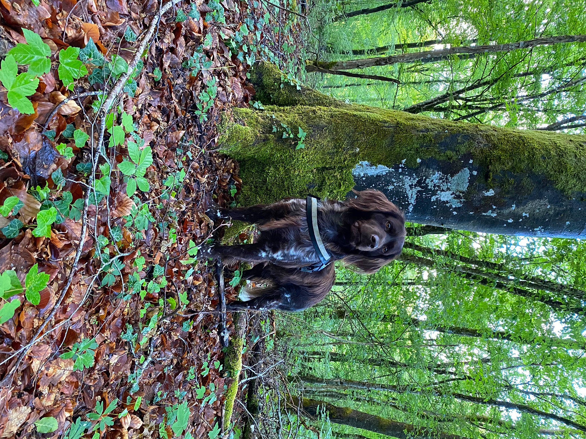 Niocki a rejoint le concours — aidez-le/la à gagner de superbes lots ! forest, grass, moss, old_growth_forest, plant, rainforest, tree, trunk, woodland