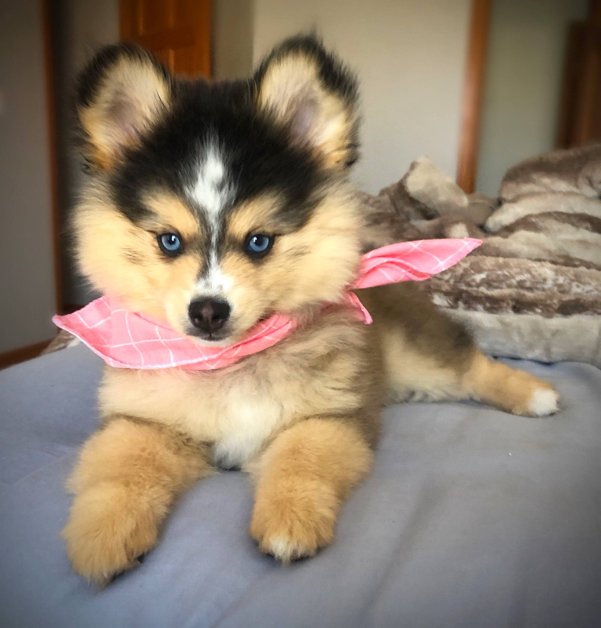 Belize is registered to the contest to win money with this photo: ancient_dog_breeds, canidae, canis, carnivore, companion_dog, dog, dog_breed, fawn, fur, non_sporting_group, puppy, snout, sporting_group, terrestrial_animal, toy_dog, working_animal, working_dog