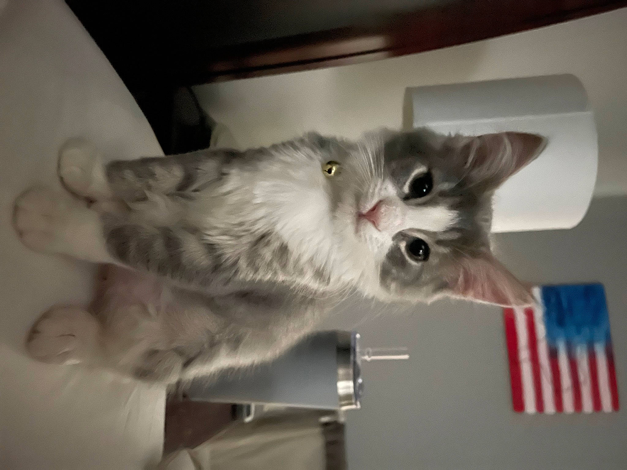 Mila is registered to the contest to win money with this photo: carnivore, cat, domestic_short_haired_cat, felidae, flag, fur, grey, paw, shelf, small_to_medium_sized_cats, snout, tail, whiskers