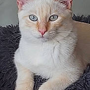 Willy a rejoint le concours — aidez-le/la à gagner de superbes lots ! cat, cream_colored, blue_eyes, fluffy, blanket, relaxed, indoor, pet, whiskers, ears, pink_nose, fur, cute, animal, domestic_cat, closeup, portrait, resting, soft, comfortable