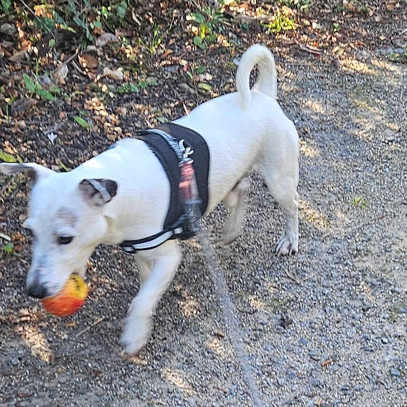 Merlin a rejoint le concours — aidez-le/la à gagner de superbes lots ! dog, white_dog, ball, outdoor, gravel_path, harness, pet, animal, playful, nature, walking, leafy_ground, daylight, canine, active, snout, fur, tail, small_dog, recreation