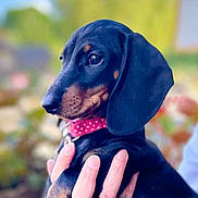 Shelby participe au concours pour gagner de l'argent avec cette photo : animal, black_and_tan, blurred_background, close_up, collar, cute, dachshund, dog, ears, fur, hand, holding, leash, outdoor, person, pet, pink_collar, polka_dots, puppy, rings