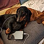 Shelby participe au concours pour gagner de l'argent avec cette photo : animal, black_and_tan, blanket, brown, companion, couch, cozy, cute, dachshund, dog, domestic, earphones, furniture, indoor, pet, pillow, relaxing, resting, sleeping, smartphone