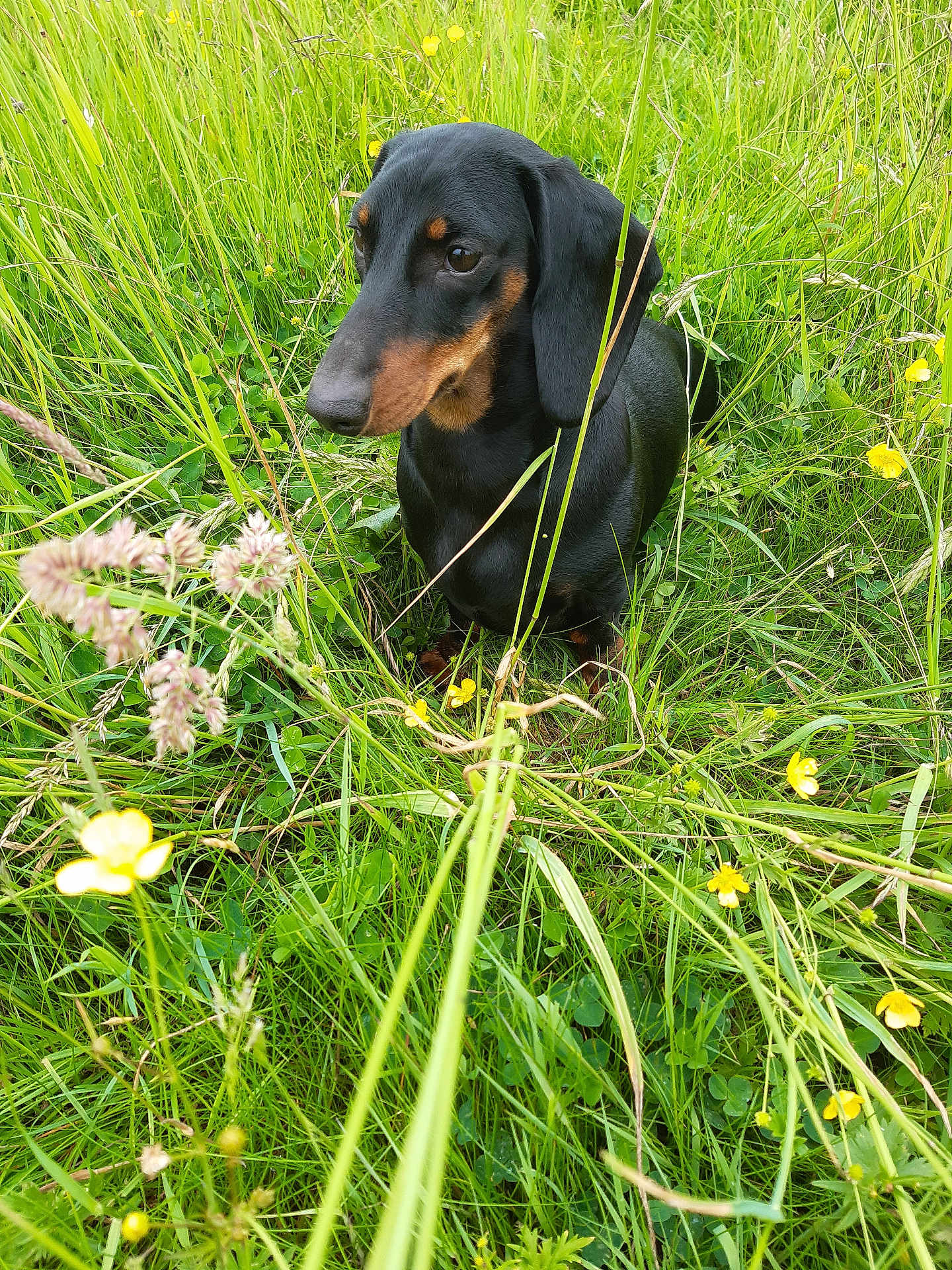 Shelby participe au concours pour gagner de l'argent avec cette photo : animal, canine, cute, dachshund, dog, field, flora, fur, grass, greenery, leaf, meadow, nature, outdoor, pet, plant, sitting, small_dog, summer, wildflowers