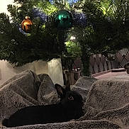 Totoro participe au concours pour gagner de l'argent avec cette photo : grass, landscape, plant, recreation, screenshot, tree