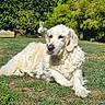 dog, golden_retriever, grass, outdoor, sunlight, greenery, backyard, pet, canine, animal, relaxing, nature, summer, shade, fur, mammal, resting, peaceful, garden, domestic_animal