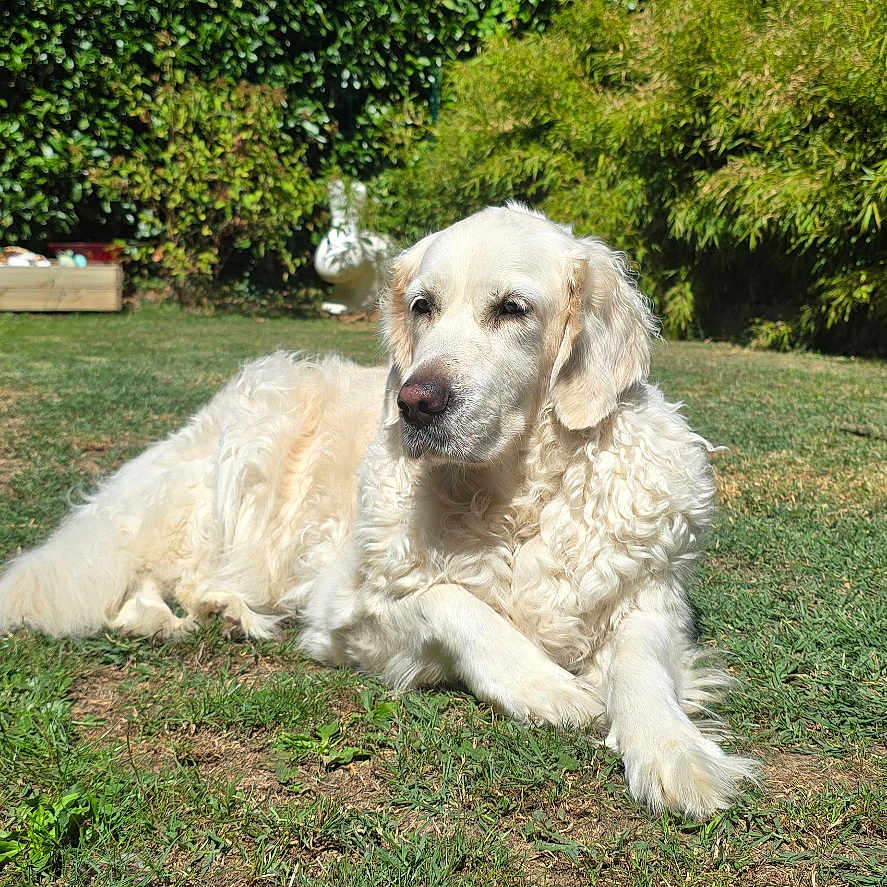 Ori a rejoint le concours — aidez-le/la à gagner de superbes lots ! dog, golden_retriever, grass, outdoor, sunlight, greenery, backyard, pet, canine, animal, relaxing, nature, summer, shade, fur, mammal, resting, peaceful, garden, domestic_animal