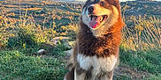 Volka participe au concours pour gagner de l'argent avec cette photo : dog, animal, outdoor, grass, hill, sunlight, sky, landscape, nature, pet, happy, tongue_out, fur, canine, scenic, daylight, field, mountain, blue_sky, moon